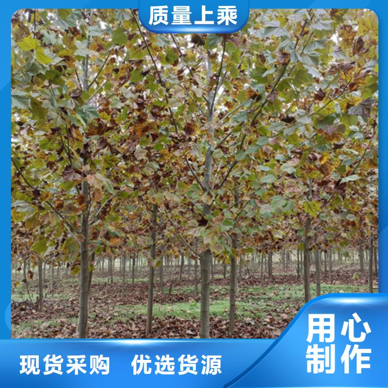 速生法桐欢迎来电绿化乔木