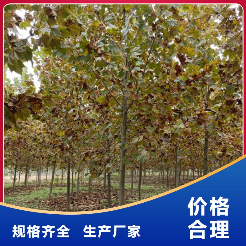 供应法桐行情全国统一价