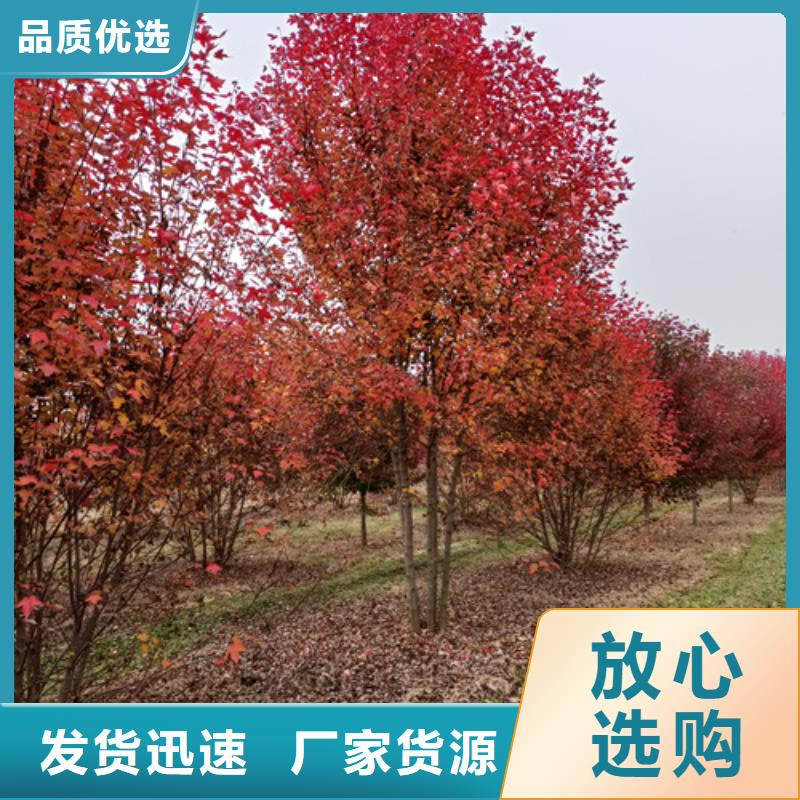 法桐_北京栾性价比高