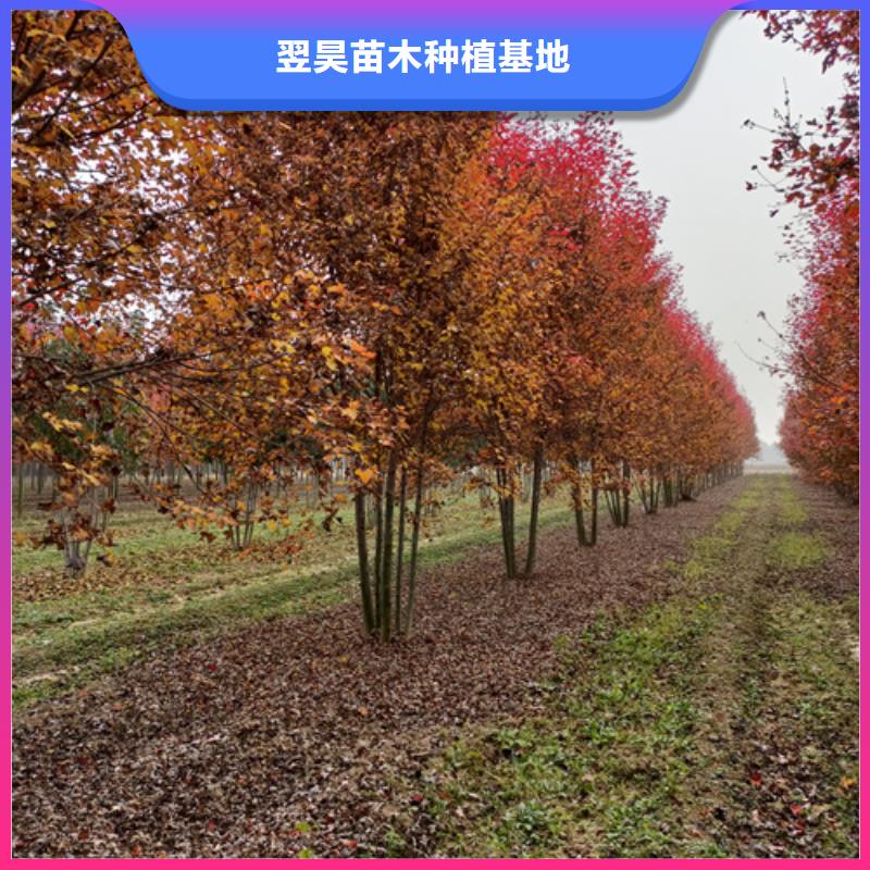 法桐-【金叶复叶槭】价格合理