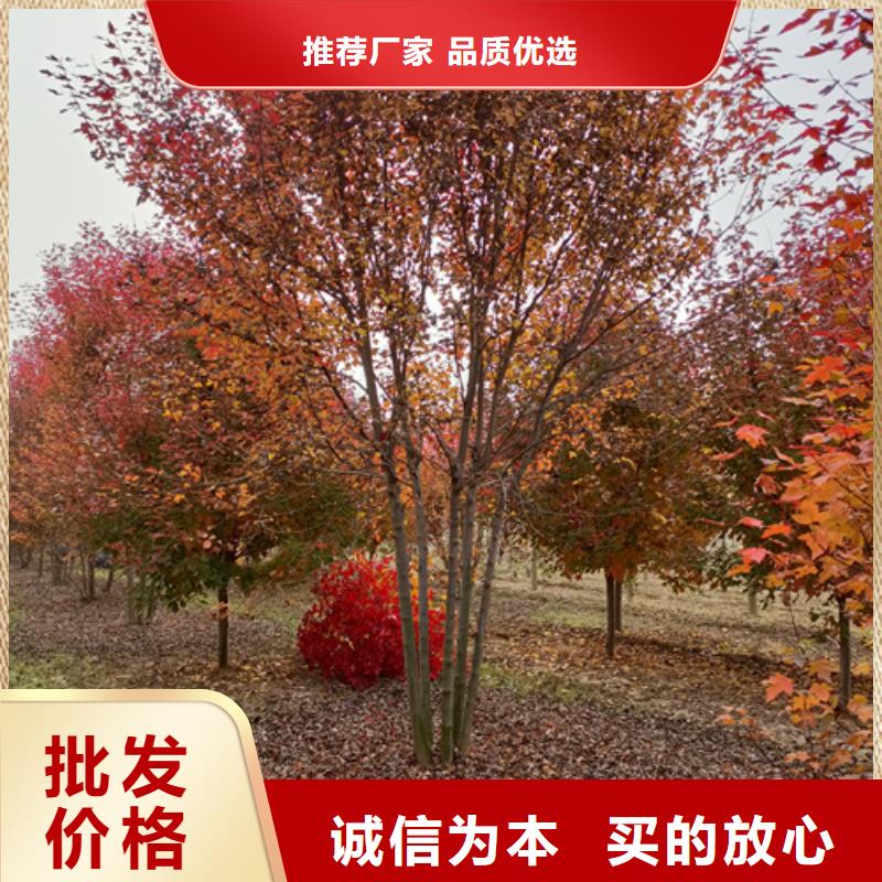 质量优的法桐行情供应商