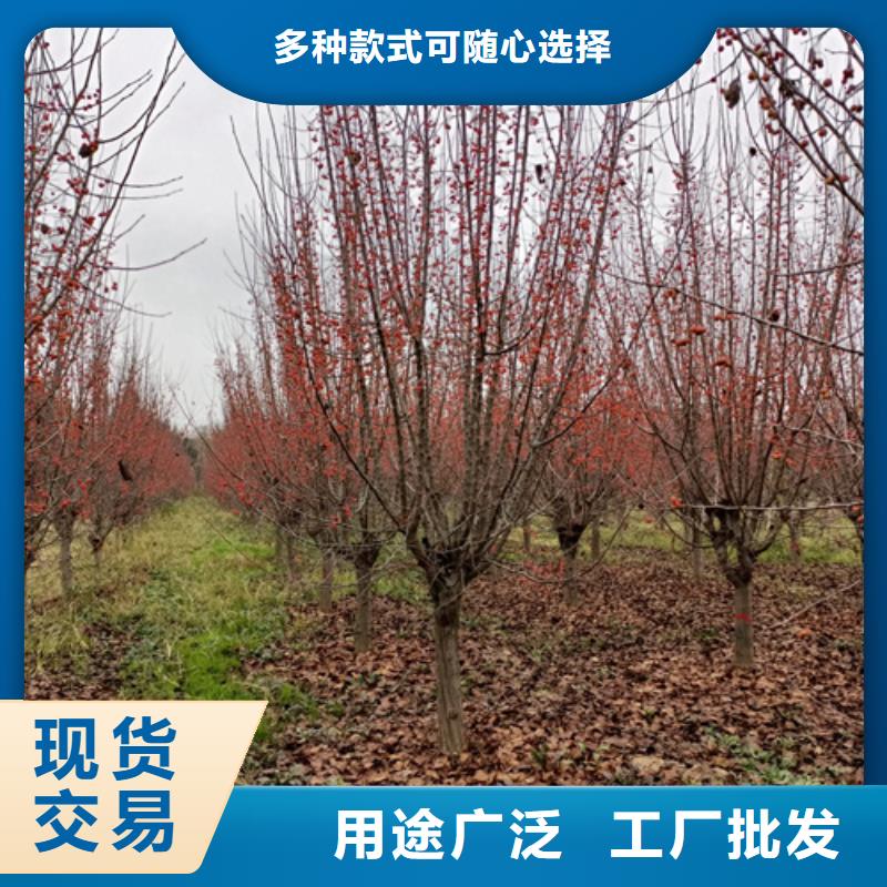 造型法桐厂家直供造型法桐价格