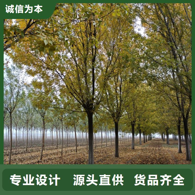 法桐截杆发帽做工细致