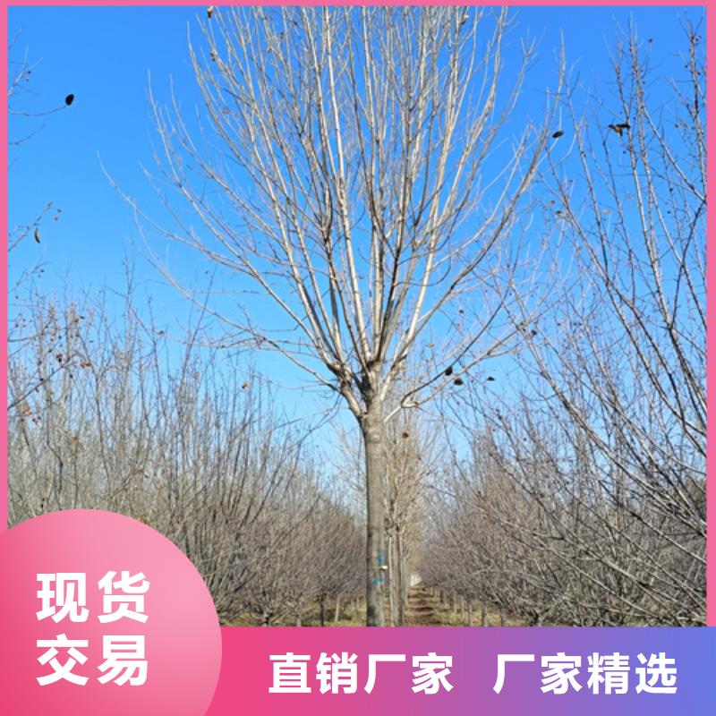 质优价廉的法桐小苗公司