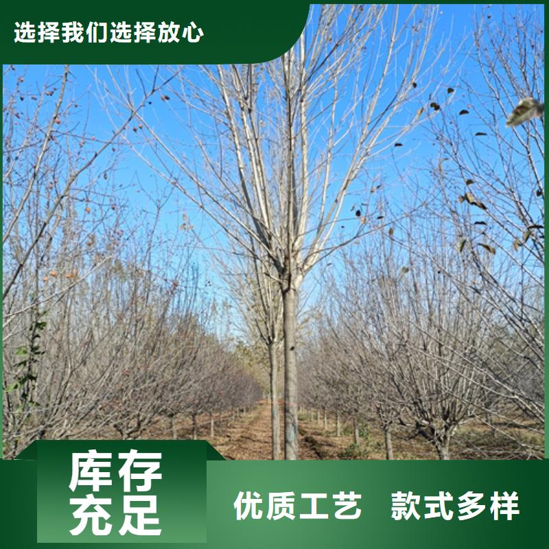 法桐黄金槐货源充足