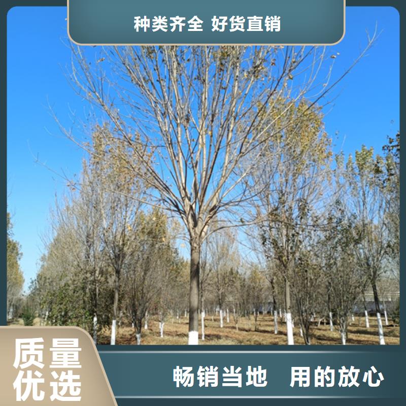 生产速生法桐厂家-可定制