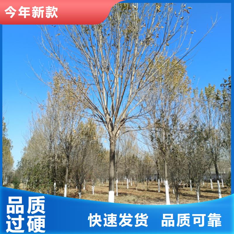 法桐金叶槐厂家自营