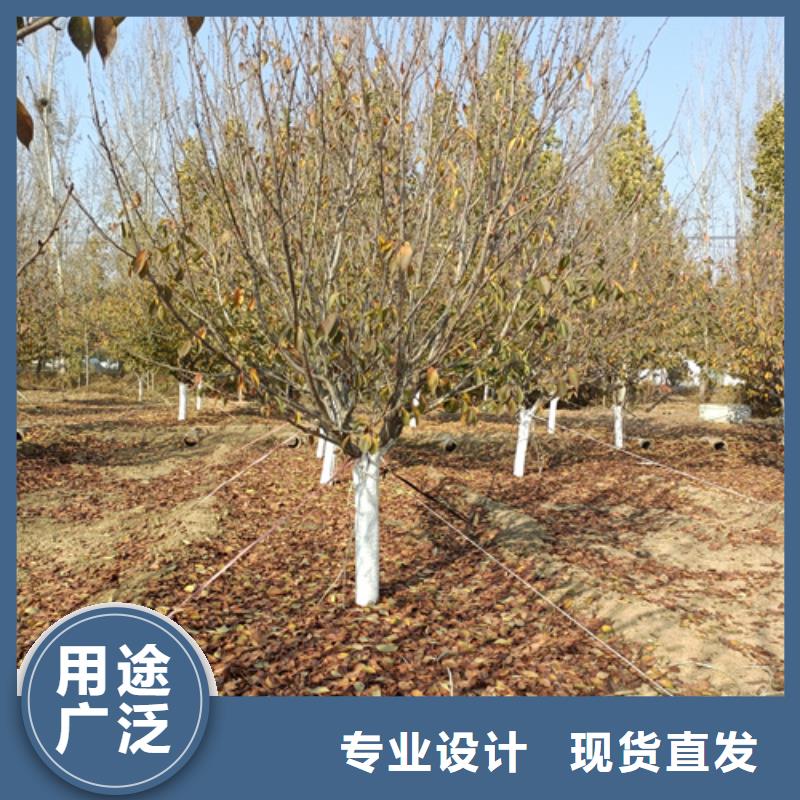 法桐-国槐质检严格