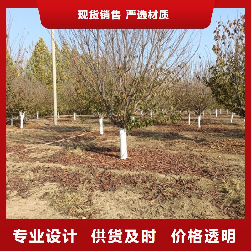 质优价廉的法桐小苗公司