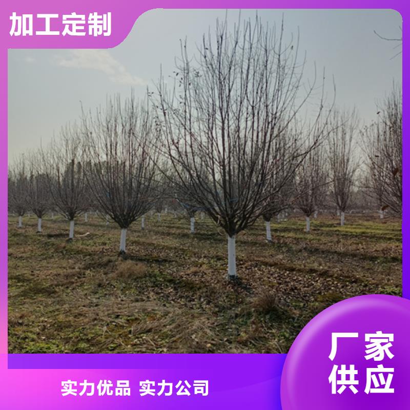 法桐白蜡厂家型号齐全