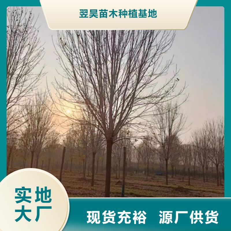 法桐生产厂家