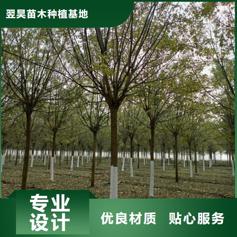 法桐截杆发帽定金锁价