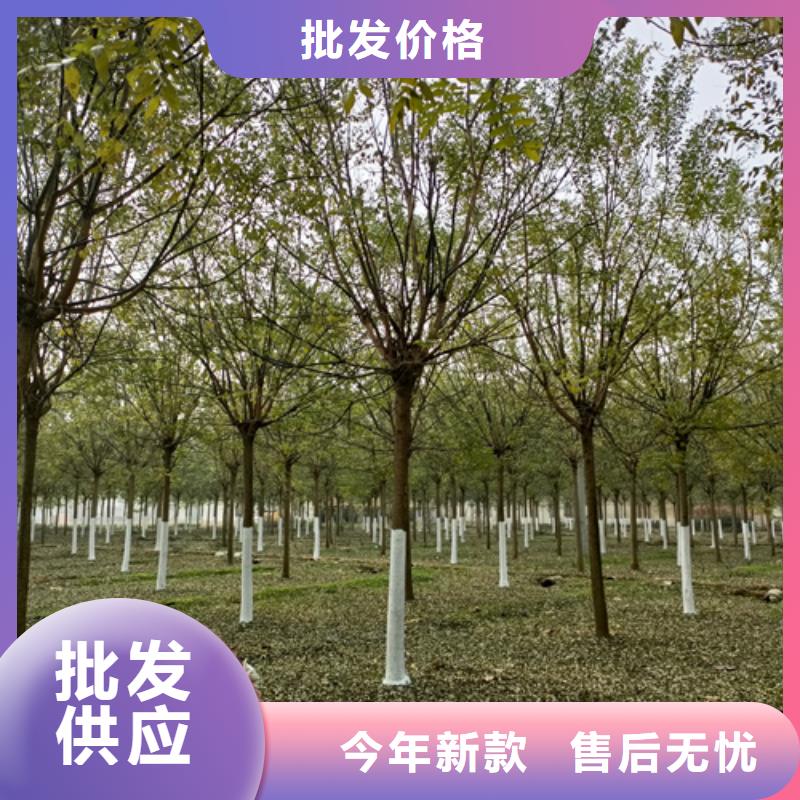 速生法桐大厂家买的安心