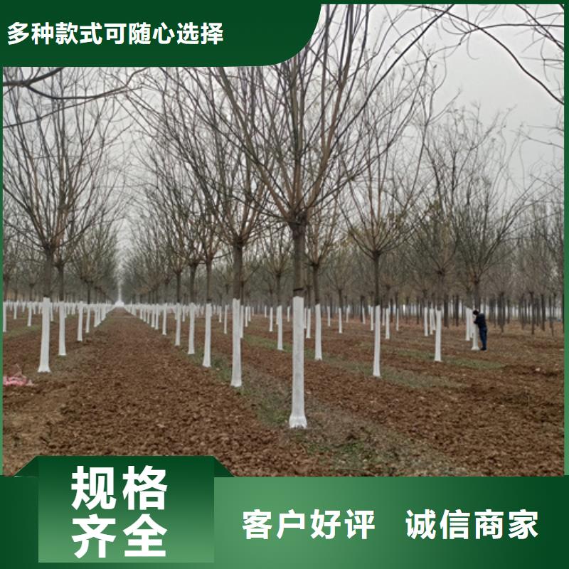 法桐金叶复叶槭快捷的物流配送