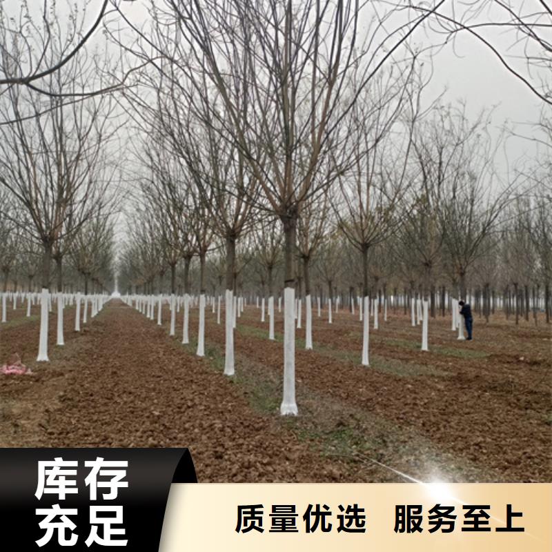 造型法桐真正的厂家货源
