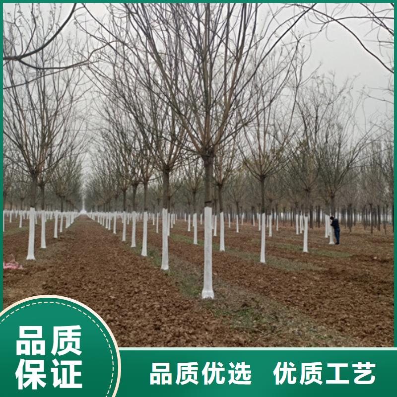 法桐五角枫欢迎新老客户垂询