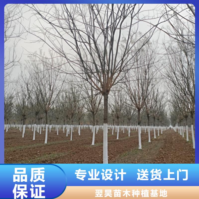 法桐好货促销