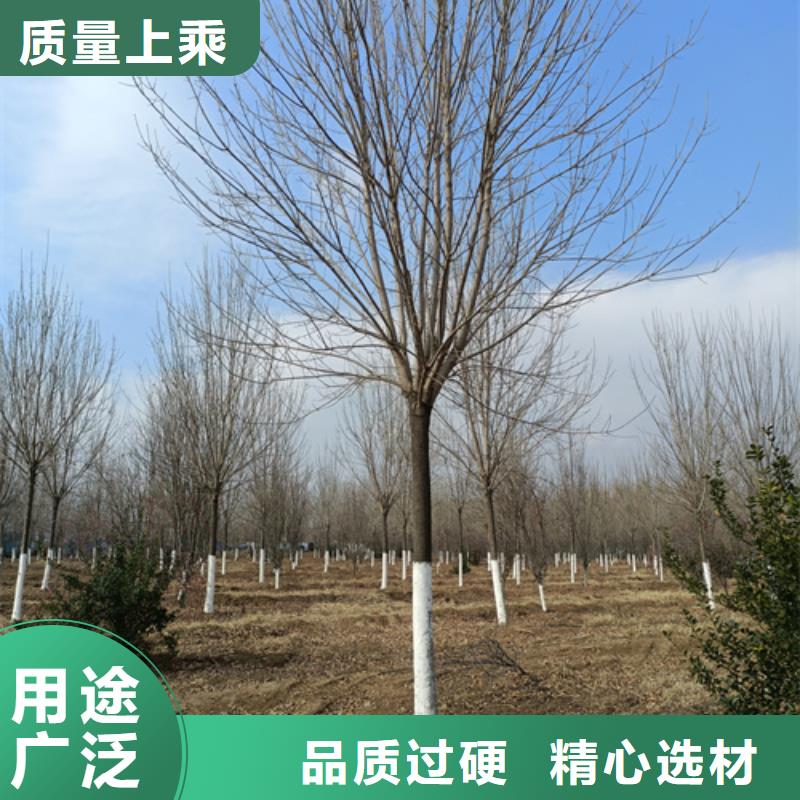 法桐_北京栾性价比高