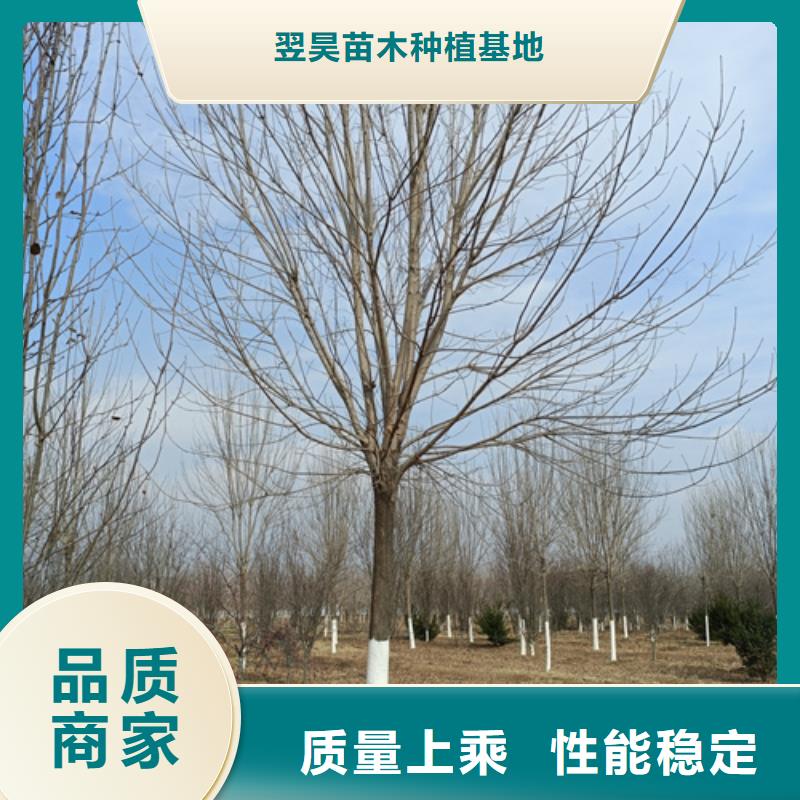 造型法桐真正的厂家货源