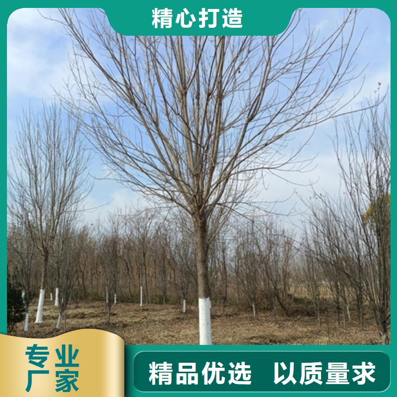 法桐-樱花一站式采购方便省心