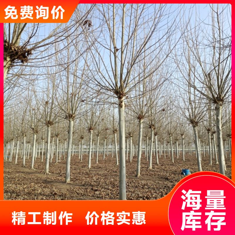法桐-【金叶复叶槭】价格合理