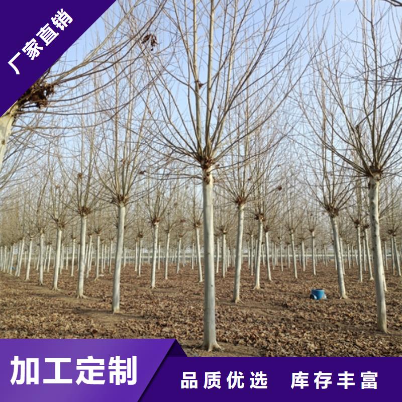 法桐金叶槐厂家自营