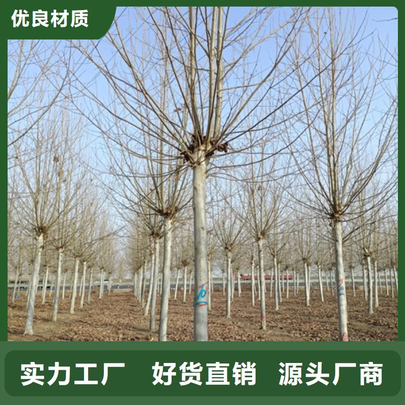 法桐精挑细选好货