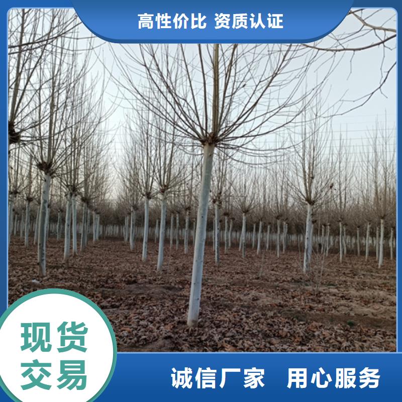 【法桐白蜡出货及时】