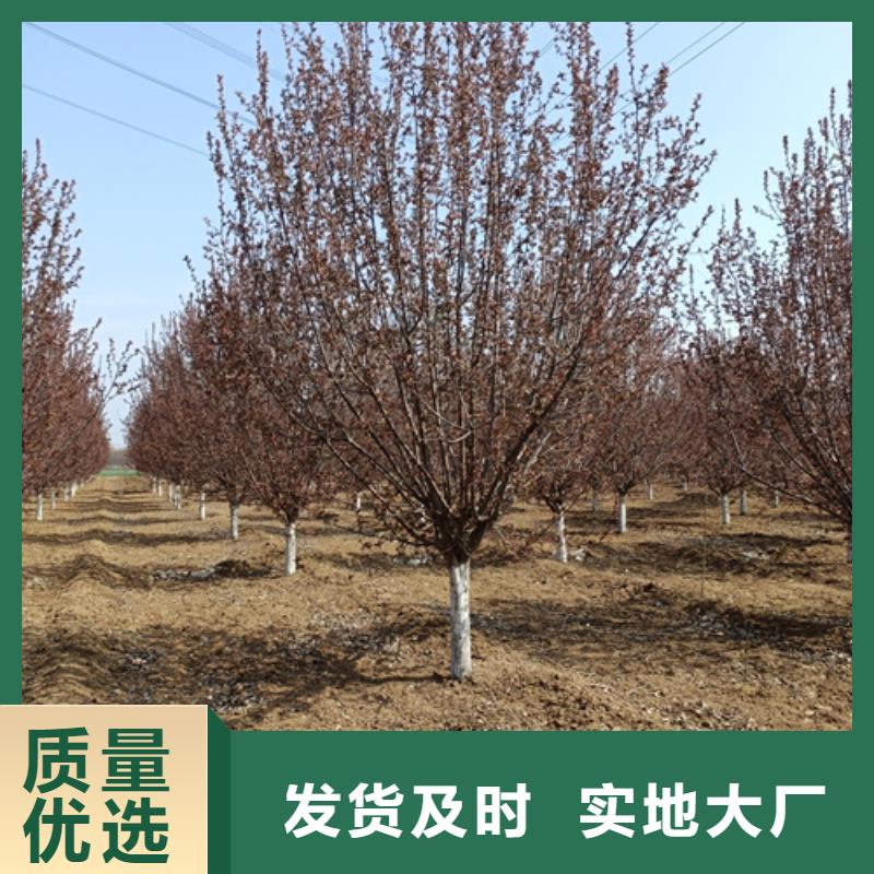 法桐白蜡厂家型号齐全