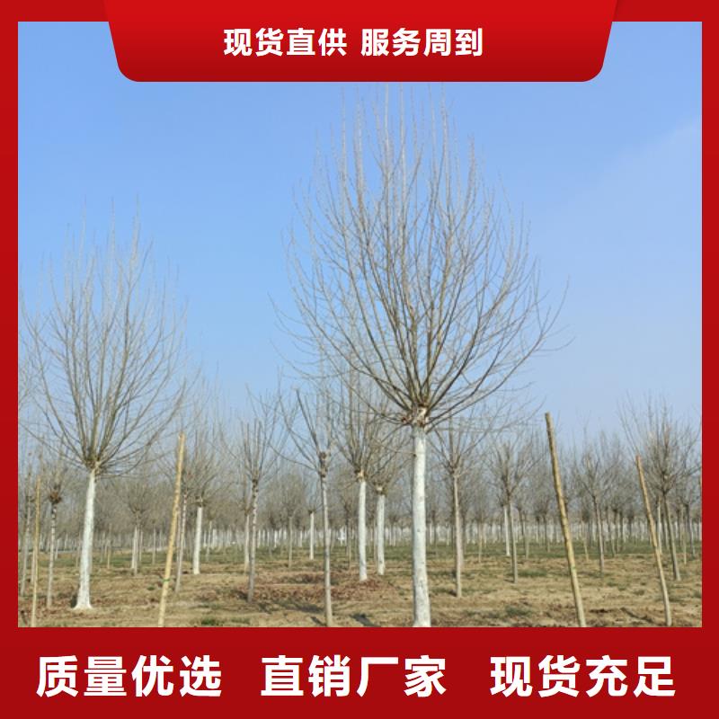 法桐专业生产N年