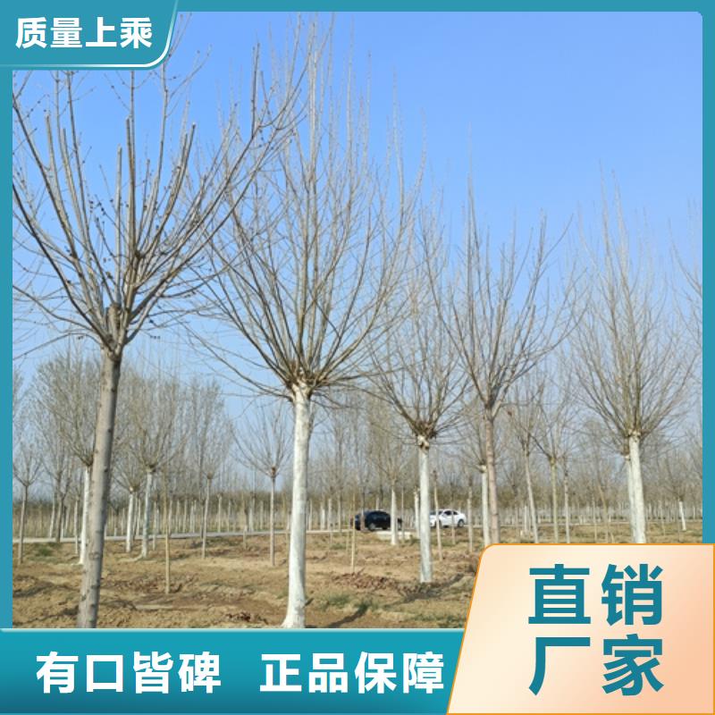 法桐小苗价格低绿化苗木