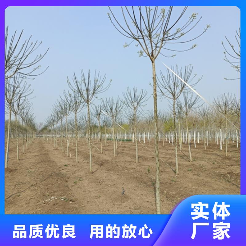 法桐优质工艺