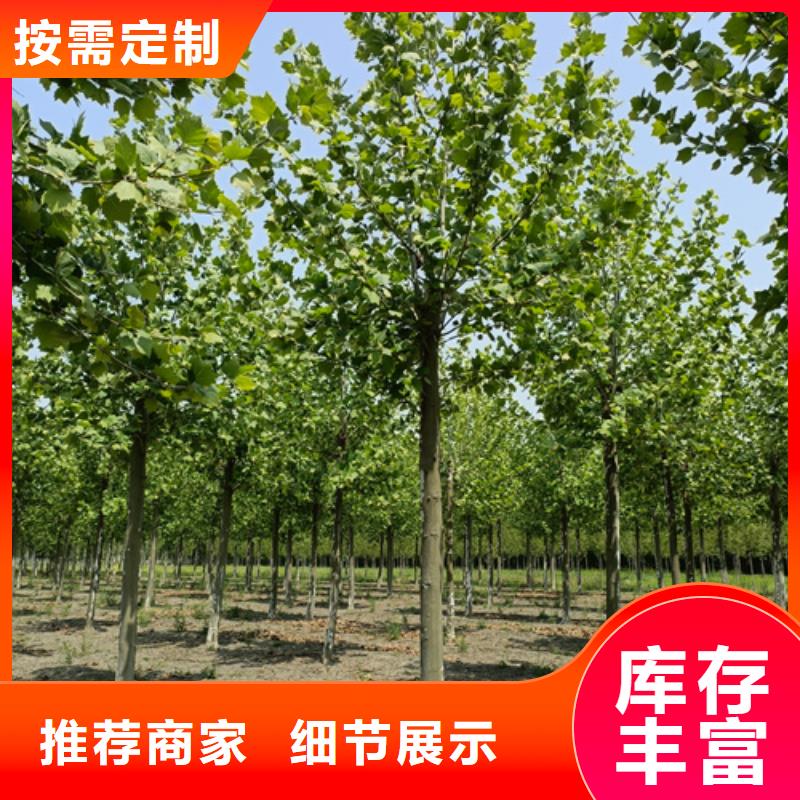 法桐国槐诚信经营质量保证