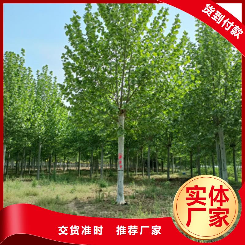 法桐_五角枫质检严格