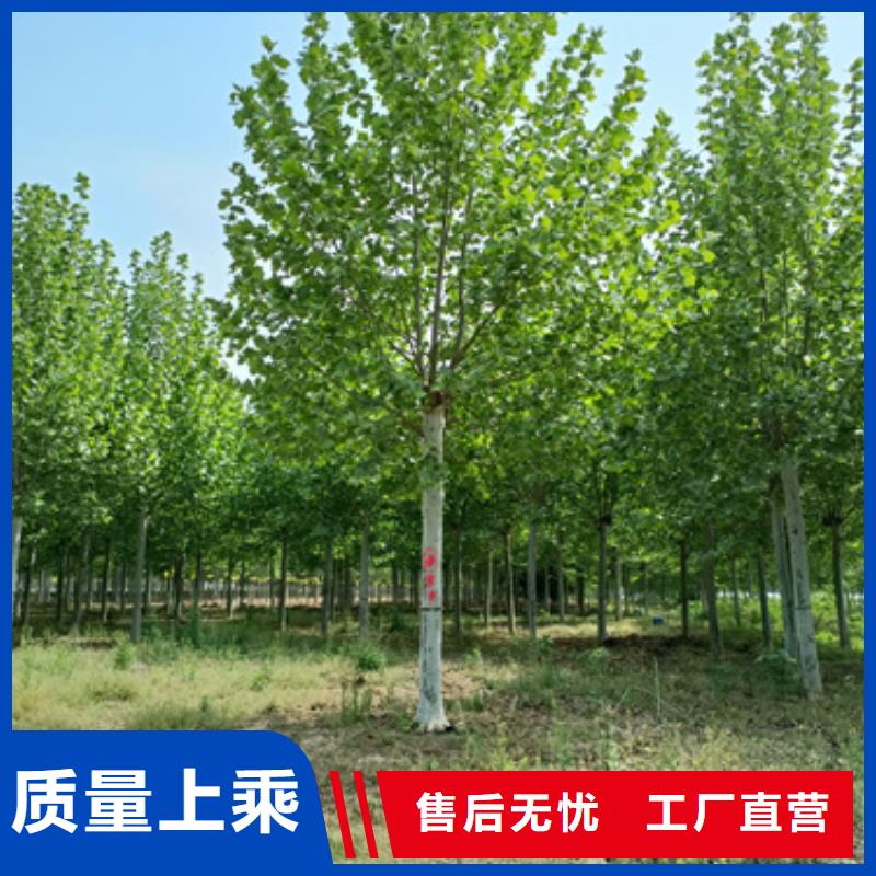 【法桐白蜡出货及时】