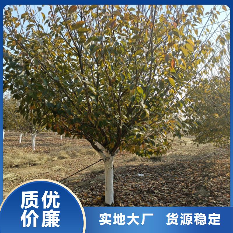 法桐国槐专业生产N年