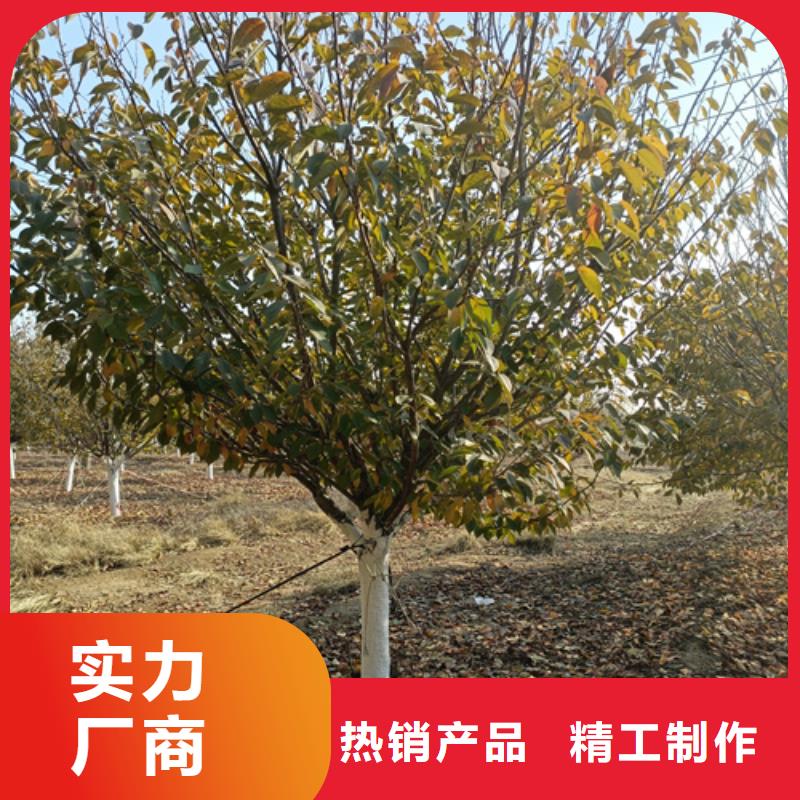 法桐金叶复叶槭快捷的物流配送
