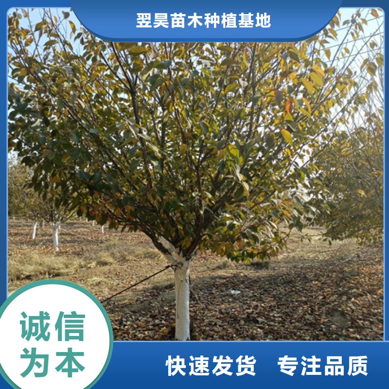 品牌的速生法桐生产厂家