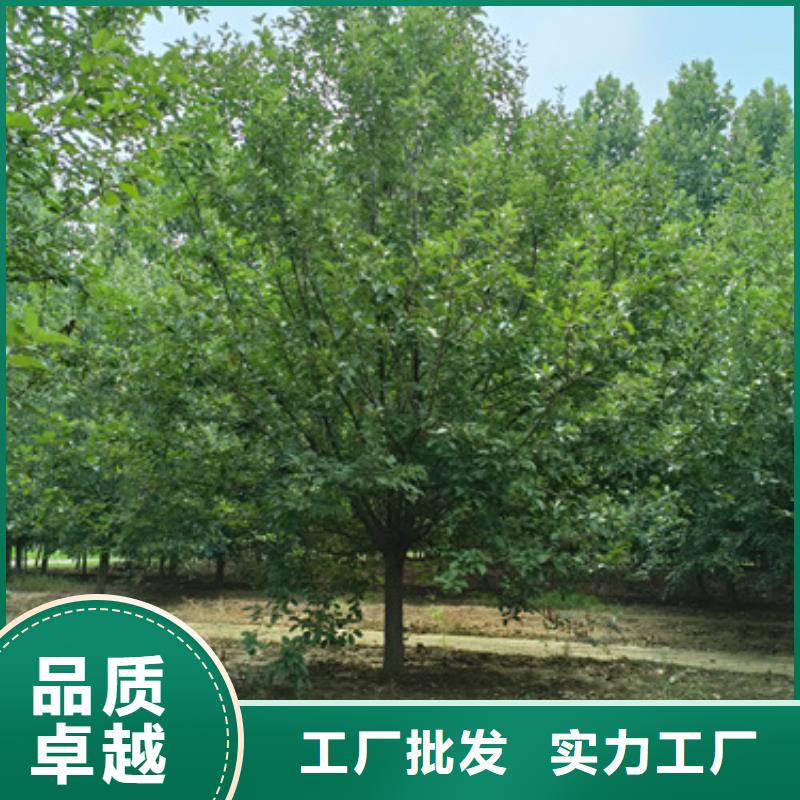 法桐_金叶复叶槭货源稳定