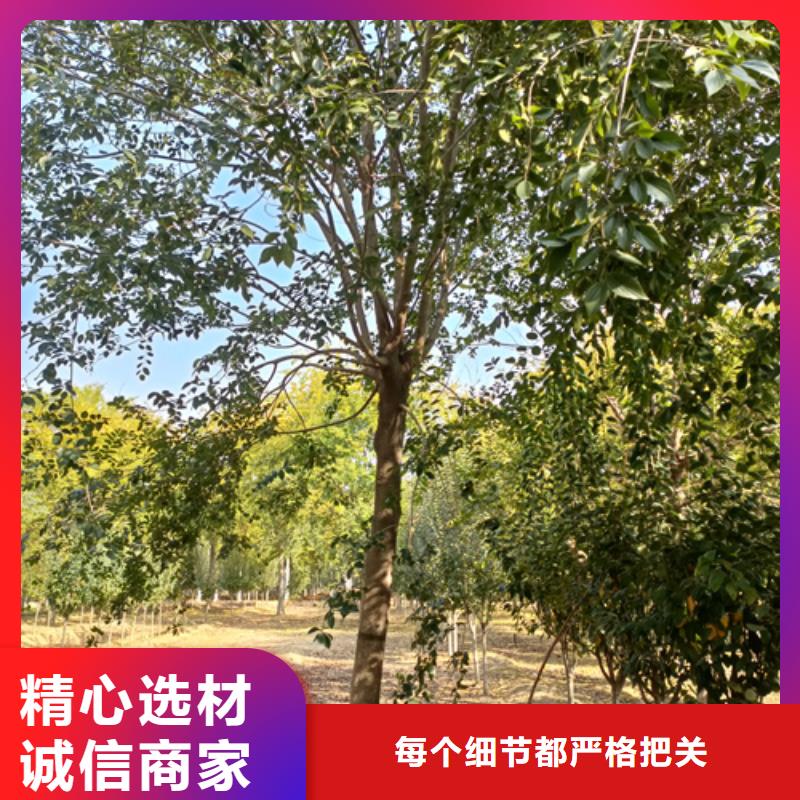 法桐来图加工定制