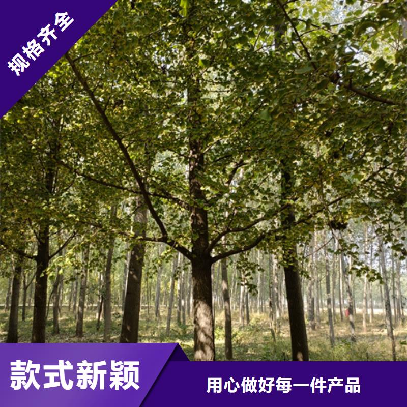 法桐厂家直销放心