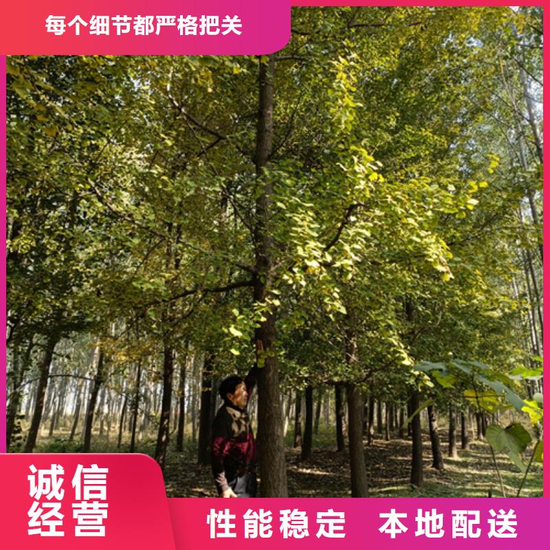 法桐专业生产N年