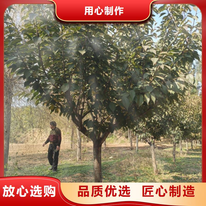 法桐-樱花一站式采购方便省心
