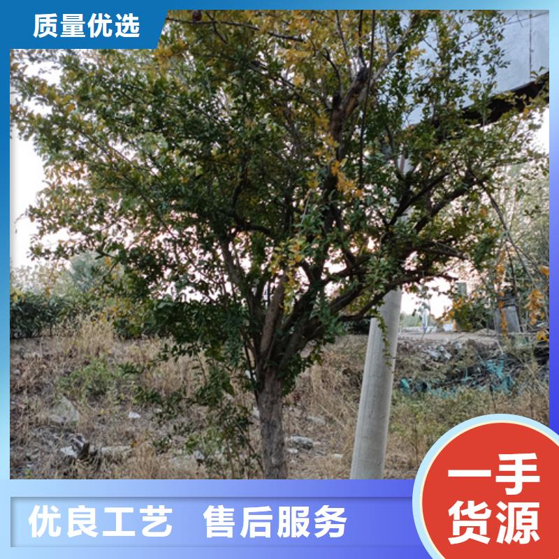 法桐价格实惠工厂直供