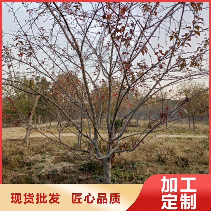 专业销售速生法桐质量有保证
