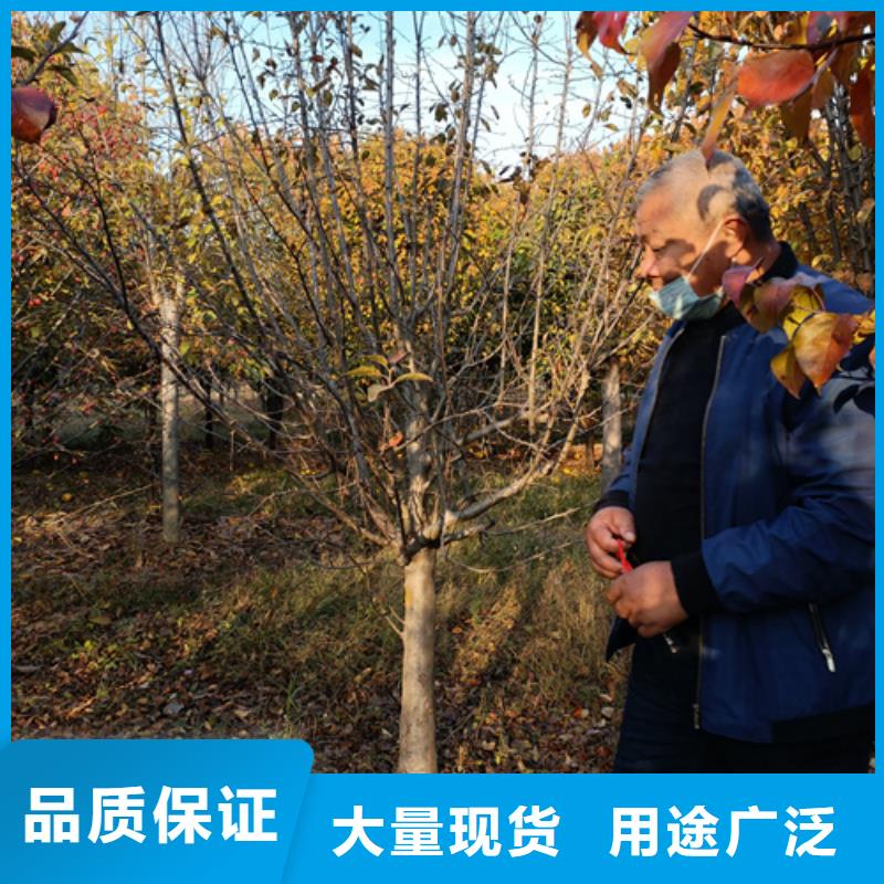 咨询：法桐小苗