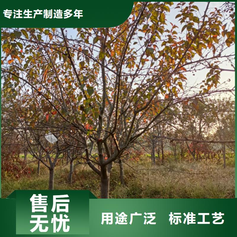 法桐金叶复叶槭快捷的物流配送