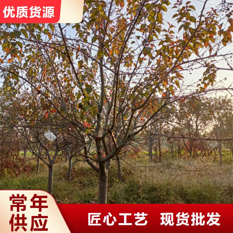 造型法桐精选厂商