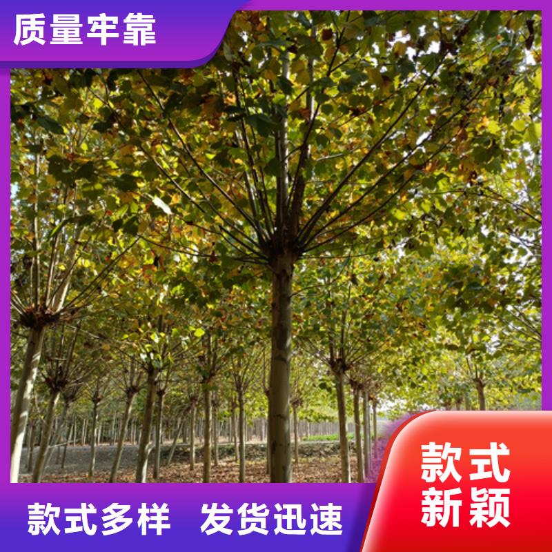速生法桐厂家-认准翌昊苗木种植基地