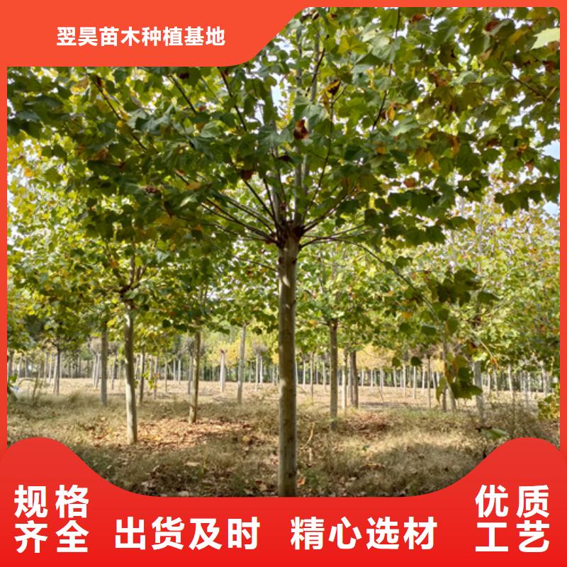 质量优的法桐行情供应商